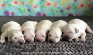 Upcoming Litters