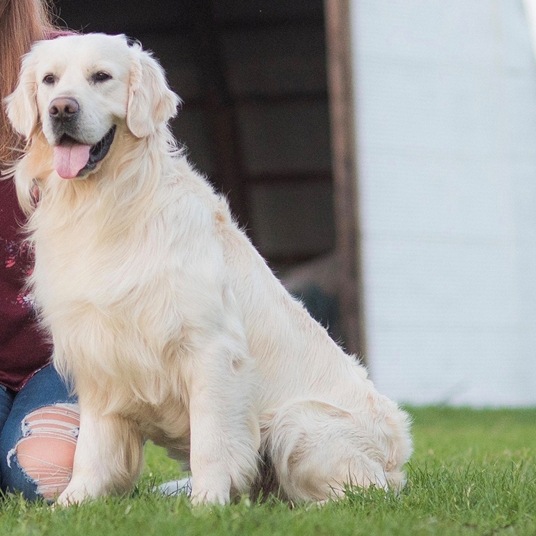 English meadow hot sale retrievers