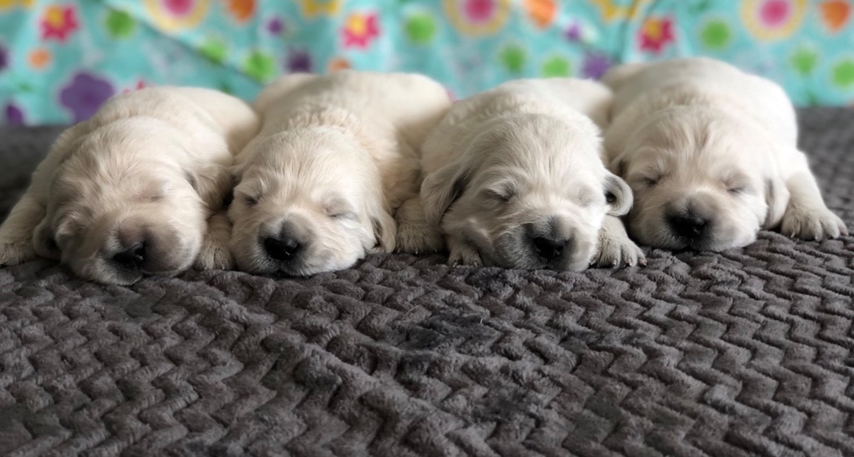 Upcoming Puppies